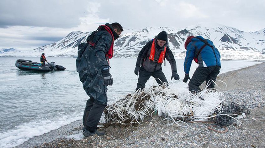 Удар по печени: как микропастик проникает в пищу