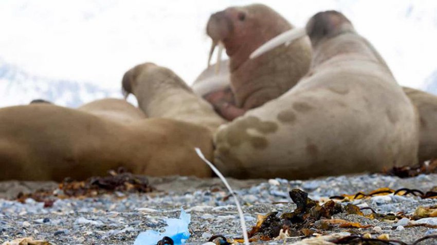 Удар по печени: как микропастик проникает в пищу