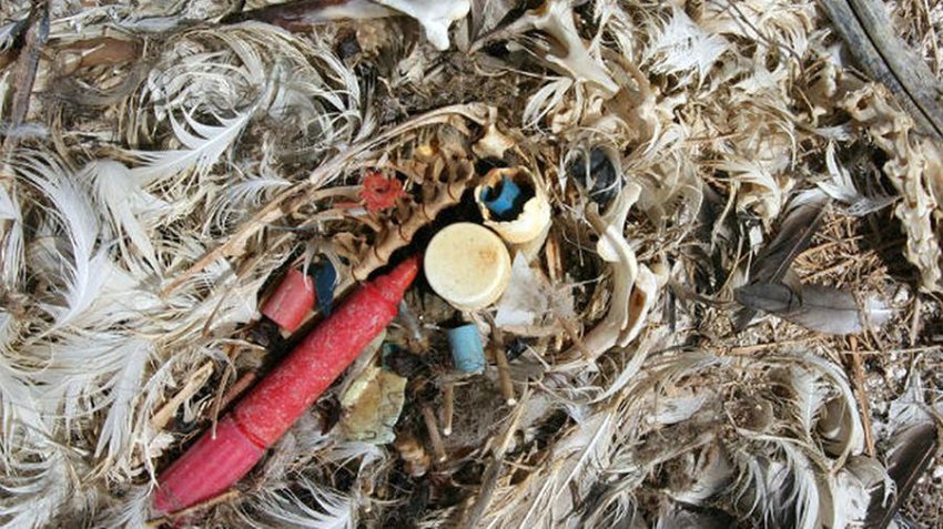 Удар по печени: как микропастик проникает в пищу