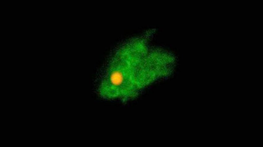 Удар по печени: как микропастик проникает в пищу