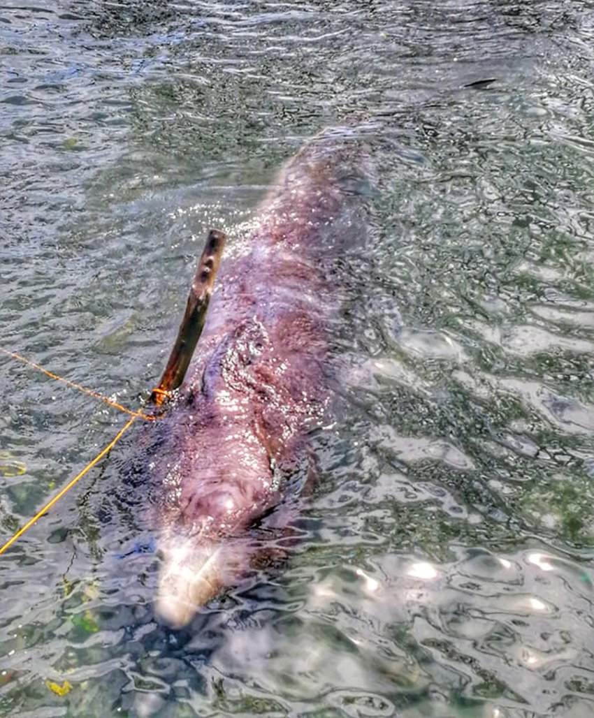Удар по печени: как микропастик проникает в пищу