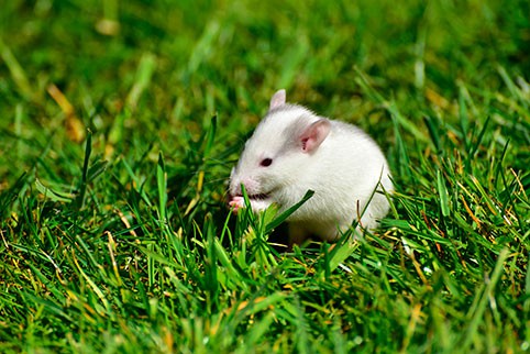 Под знаком какого животного восточного зодиакального календаря пройдет 2020 год?