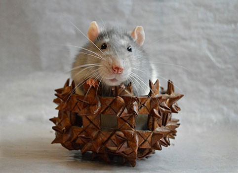 Под знаком какого животного восточного зодиакального календаря пройдет 2020 год?