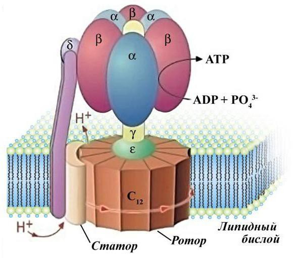 Искусственно созданный мир - биологический аватар как основа жизни