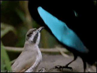 Искусственно созданный мир - биологический аватар как основа жизни