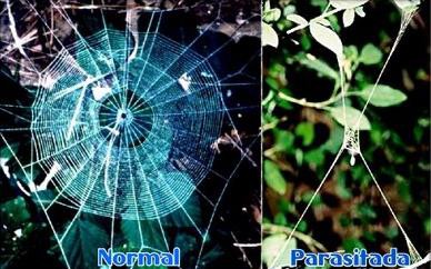 Искусственно созданный мир - биологический аватар как основа жизни