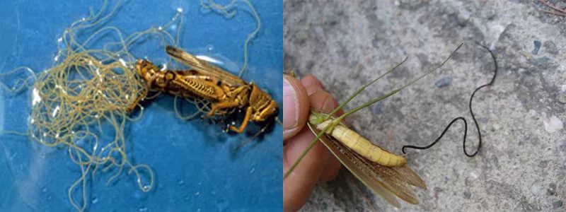 Искусственно созданный мир - биологический аватар как основа жизни