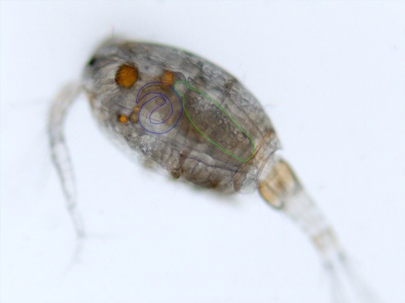 Искусственно созданный мир - биологический аватар как основа жизни