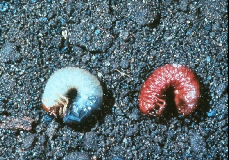 Искусственно созданный мир - биологический аватар как основа жизни