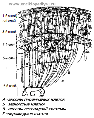 Искусственно созданный мир - биологический аватар как основа жизни