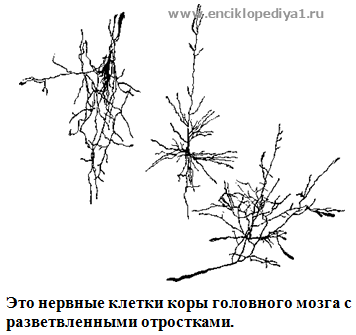 Искусственно созданный мир - биологический аватар как основа жизни