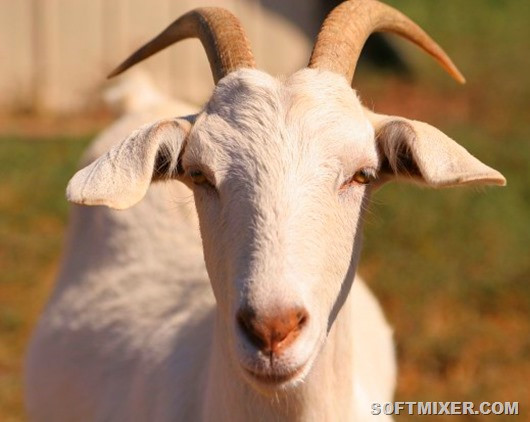 Чужие среди своих: 7 детей-маугли, воспитанных дикой природой