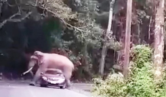 В Таиланде приветливый сон прилег на крышу автомобиля