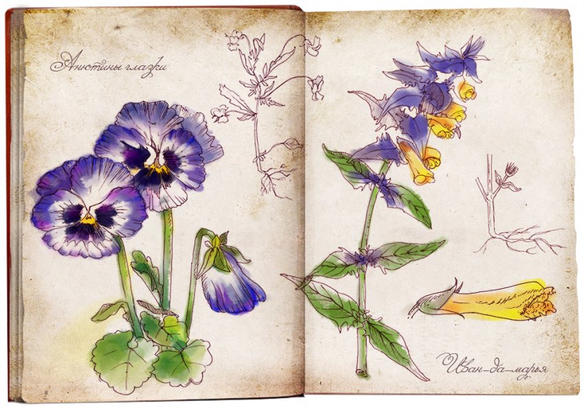 История магических трав славян с древнейших времен