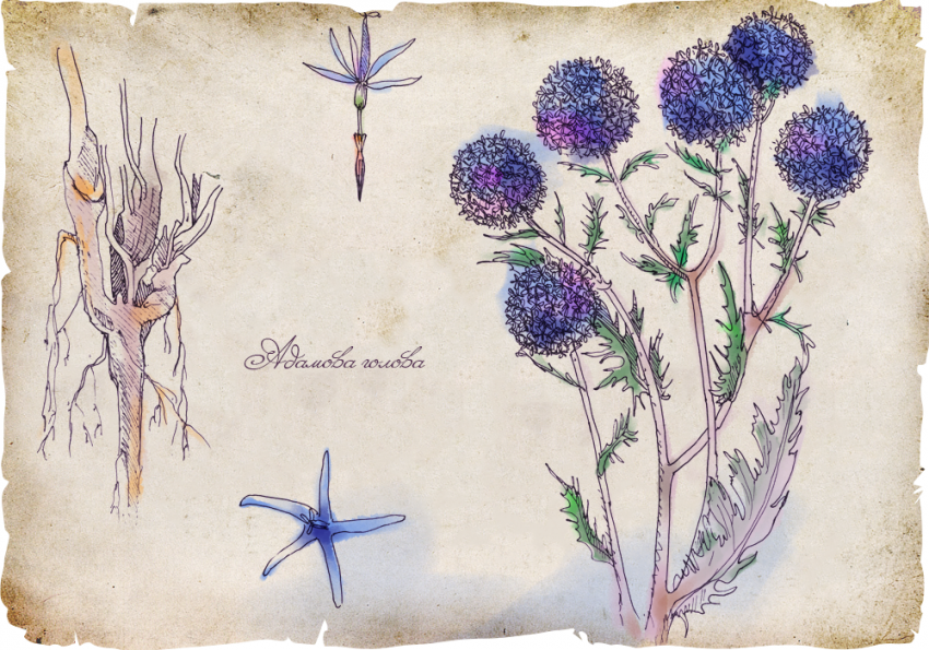 История магических трав славян с древнейших времен