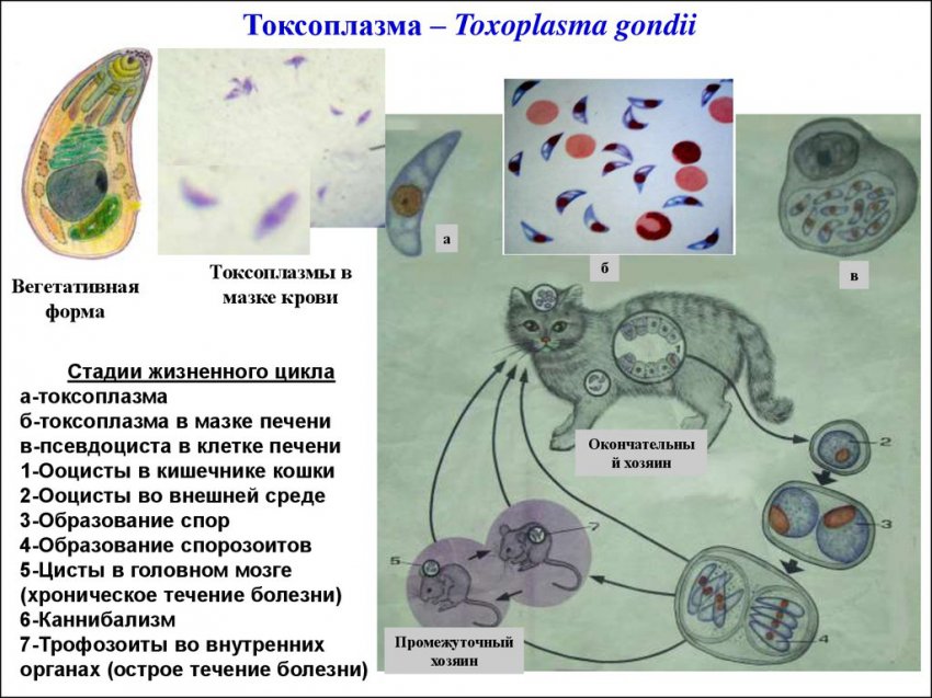 Искусственно созданный мир - биологический аватар как основа жизни