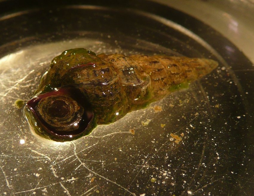 Искусственно созданный мир - биологический аватар как основа жизни