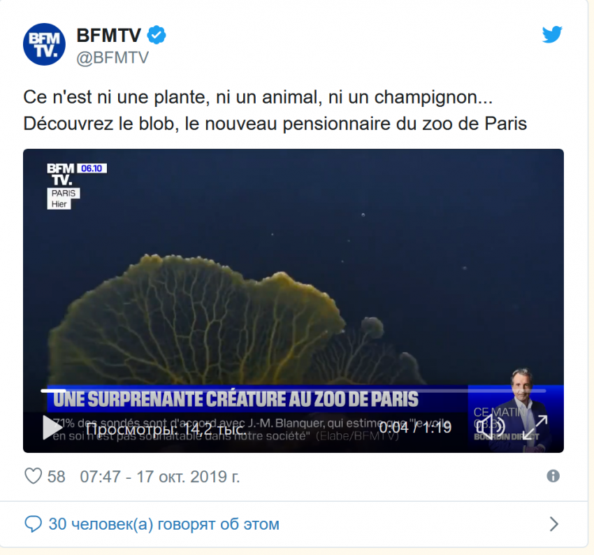 Учёные обнаружили регенеретивную слизь без мозга, способную учиться