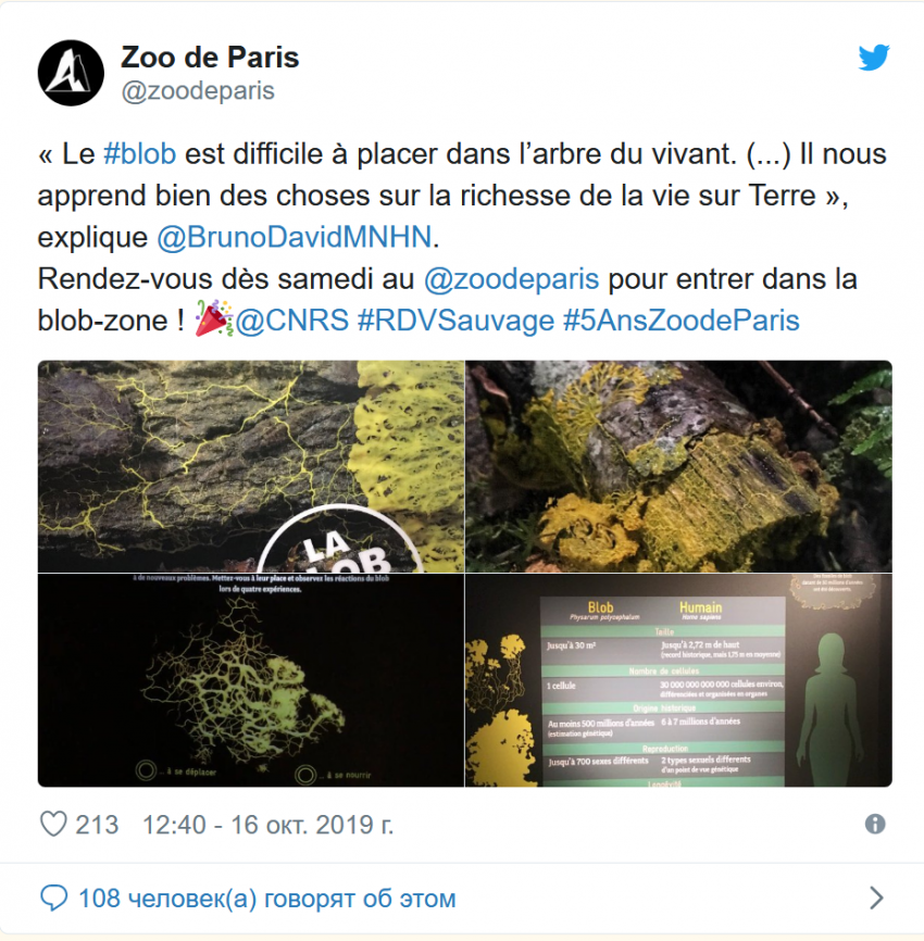 Учёные обнаружили регенеретивную слизь без мозга, способную учиться