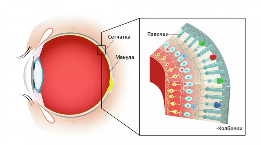 Уставший мозг, слепота и рога на голове - Побочные эффекты смартфонов