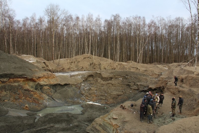 Загадки образования янтаря с насекомыми