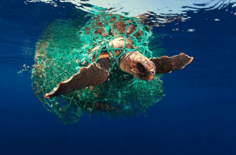 В России планируется введение запрета на пластиковые пакеты В России планируется введение запрета на пластиковые пакеты