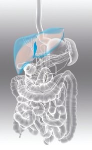 Ортодоксальная диетология продвигает вредные советы для здоровья