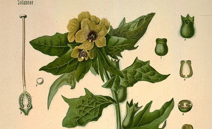 Секрет неуязвимости берсерков раскрыт