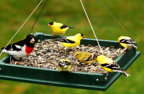 Кормушки для птиц своими руками: оригинальные идеи и инструкции по применению