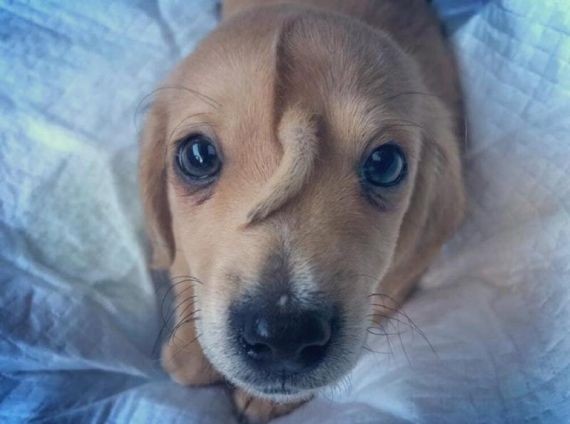 В американском приюте появился щенок-единорог