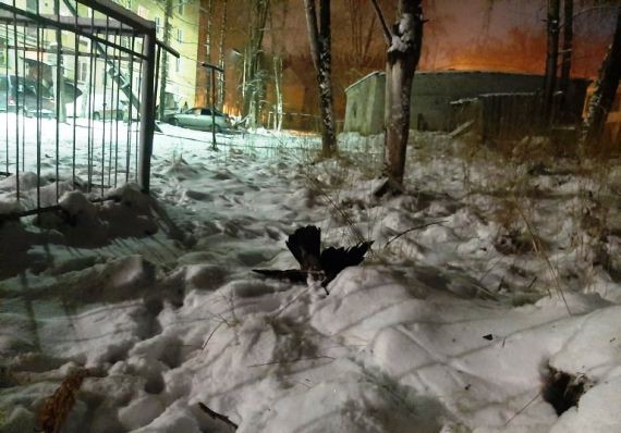 В Карелии после выброса с комбината пожелтел снег и гибнут птицы