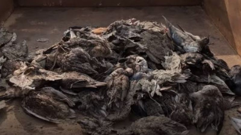 В Индии при загадочных обстоятельствах погибли 5 тысяч птиц