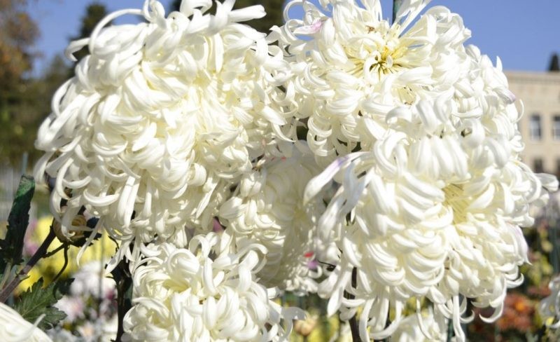 «Бал хризантем» провели в Крыму 2019 года, объявлен цветок-победитель