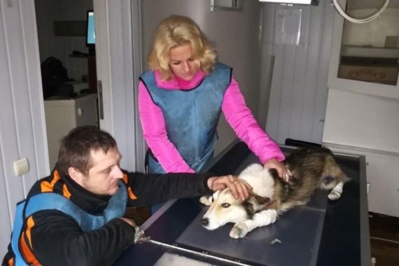 Украинский чиновник решил разделаться со своей собакой, привязав ее к машине