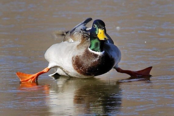 В Петербурге волонтеры спасают примерзших ко льду уток от стервятников