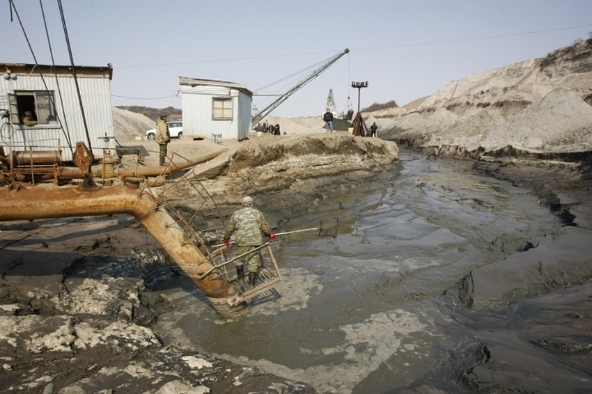 Загадки образования янтаря с насекомыми