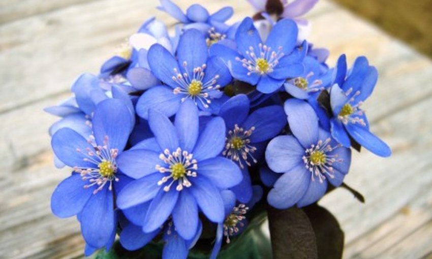 Когда отмечают День мамы в России в 2019 году: россияне готовятся поздравлять матерей