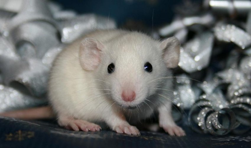 Как правильно праздновать 2020 год Крысы, чтобы заручиться ее поддержкой