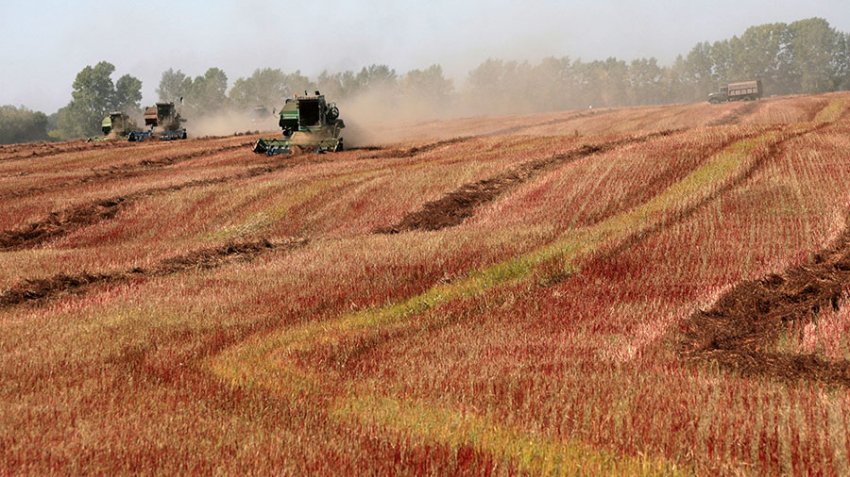 Цены на гречку в России снова бьют рекорды