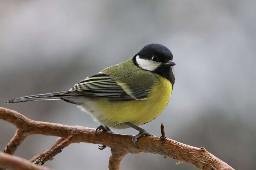 Какой праздник отмечают 12 ноября 2019 года: профессиональные, экологические и социальные мероприятия дня