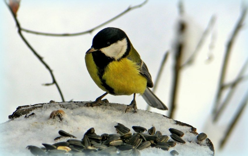 Какой праздник отмечают 12 ноября 2019 года: профессиональные, экологические и социальные мероприятия дня