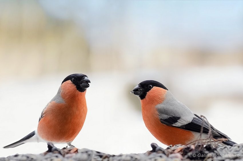 День памяти Спиридона и Никодима, просфорников Печерских отмечают 13 ноября 2019 года
