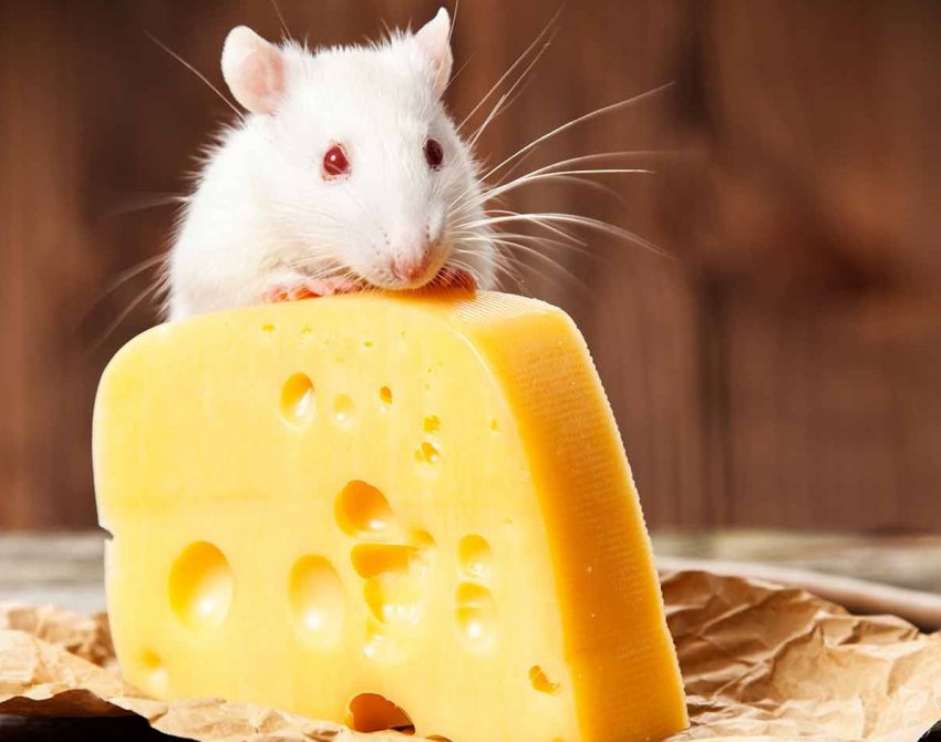 Год какого животного наступает по восточному гороскопу в 2020 году