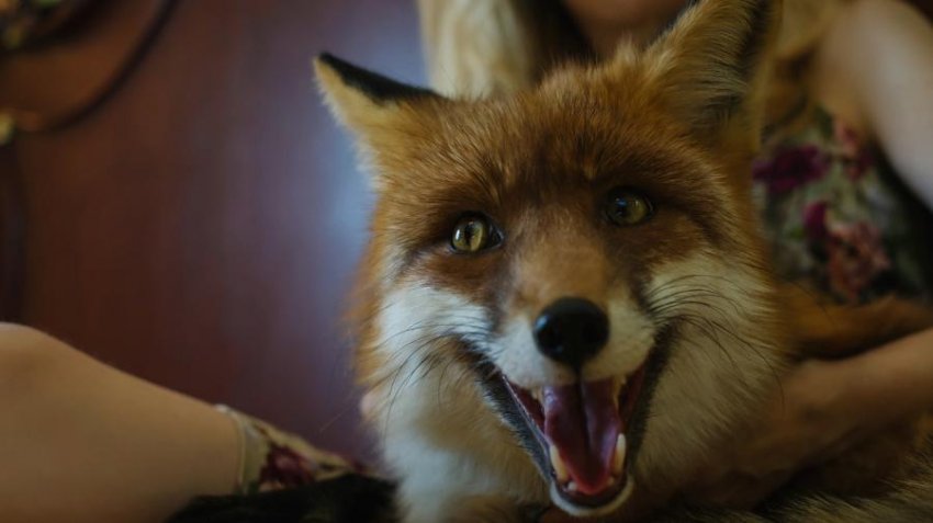 Список запрещенных к содержанию животных в 2019 году утвержден правительством