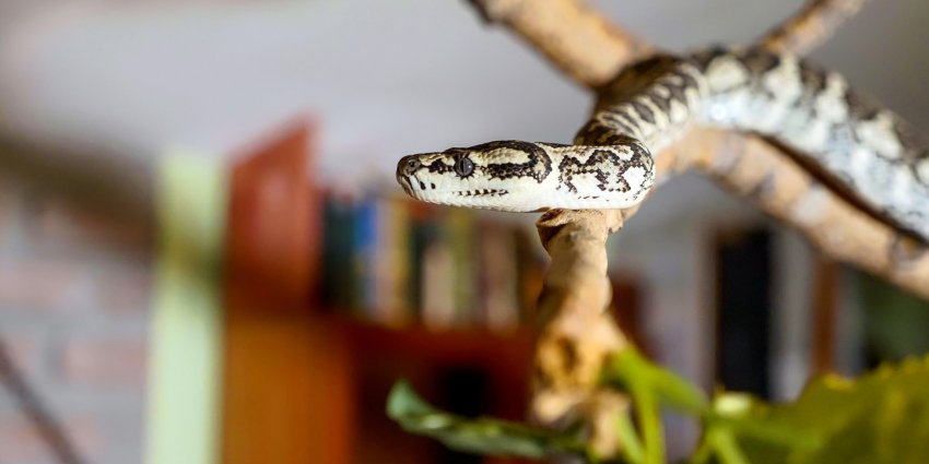 Список запрещенных к содержанию животных в 2019 году утвержден правительством