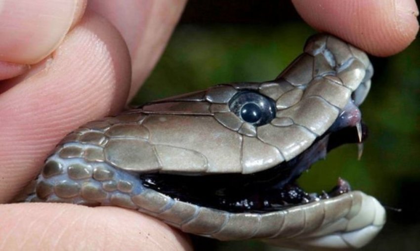 Список запрещенных к содержанию животных в 2019 году утвержден правительством