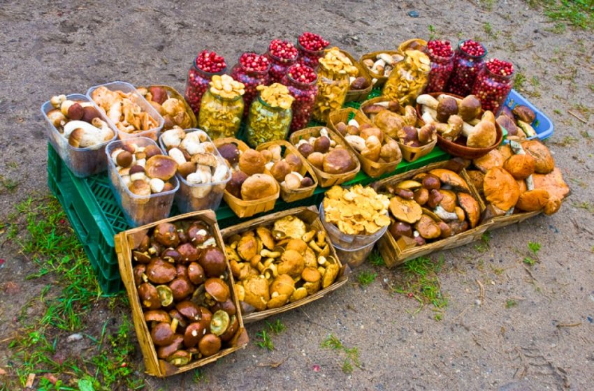 ТОП-8 способов обеспечить жизнь за счёт собирательства