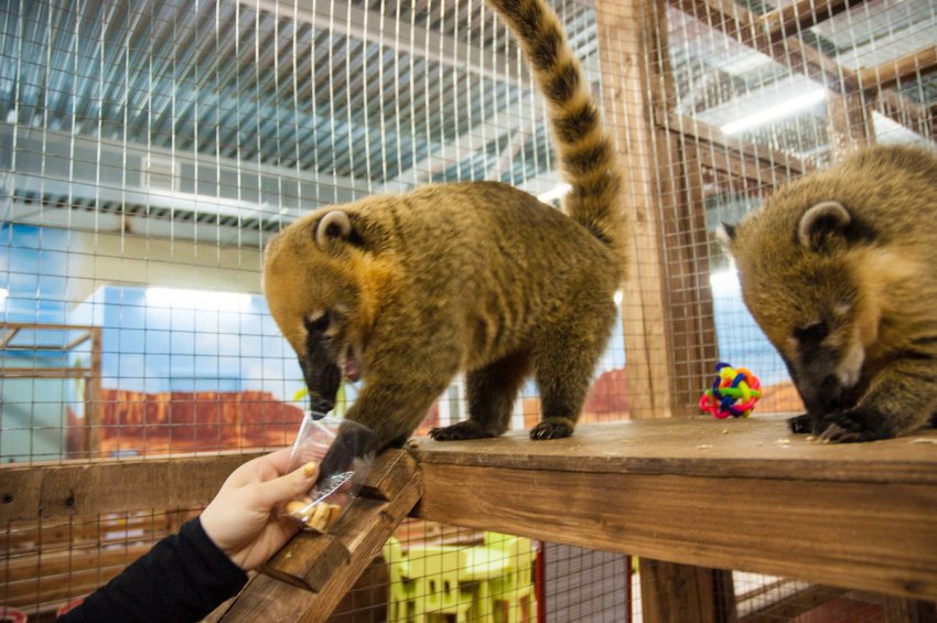 В список запрещенных к содержанию животных в 2019 году попали многие опасные виды хищников