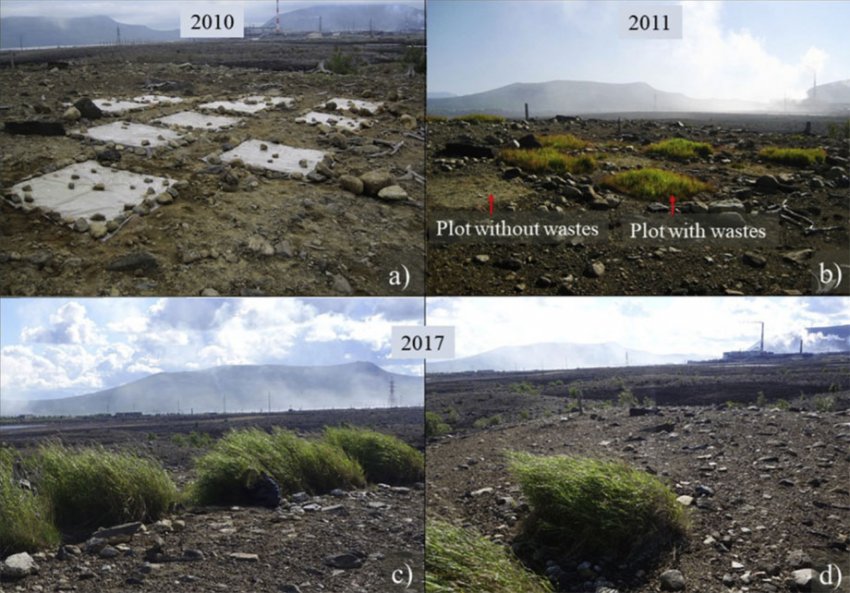 Как обращают к жизни токсичную почву в Заполярье