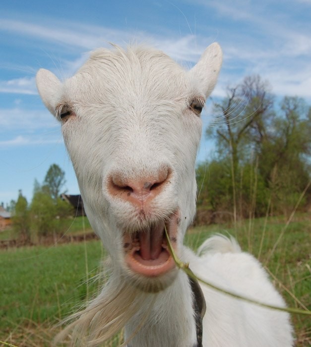 Предпринимательство в загородном поселении